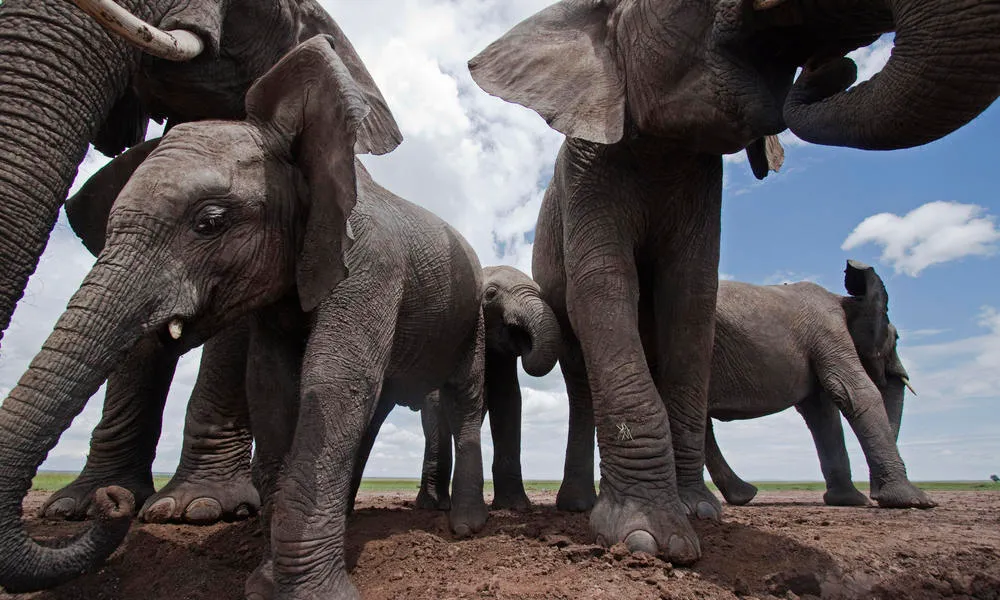 African elephant (Loxodonta africana) group drinking from waterhole - wide angle perspective. Masai Mara National Reserve, Kenya.